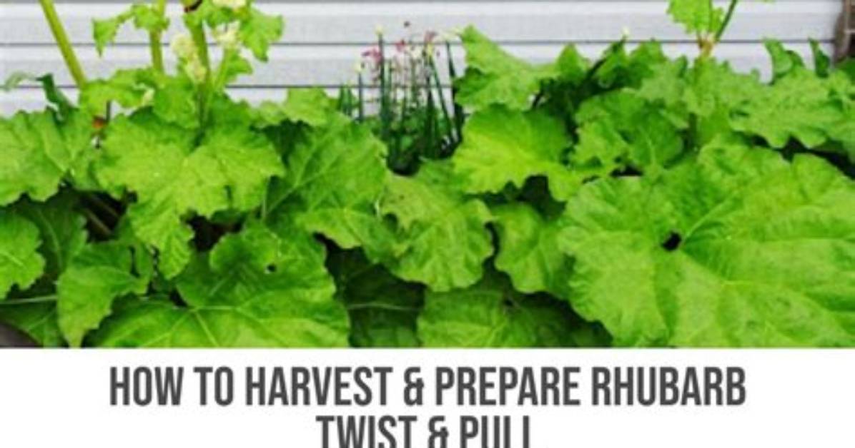 Should Rhubarb Stalks Be Cut or Pulled?