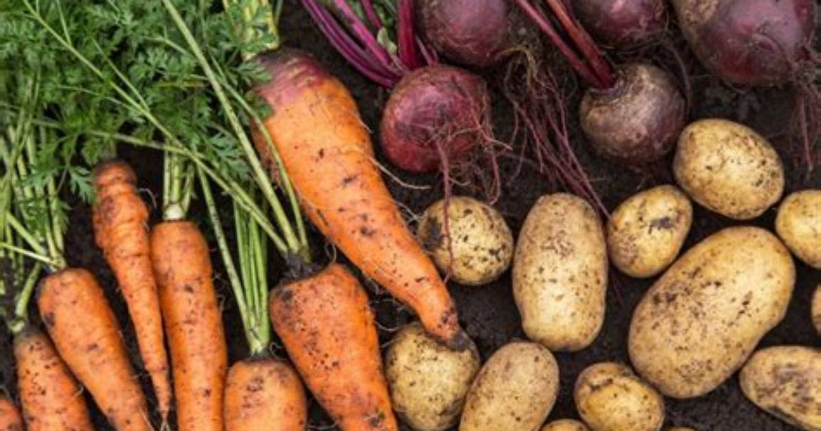 Should Root Vegetables Be Refrigerated?