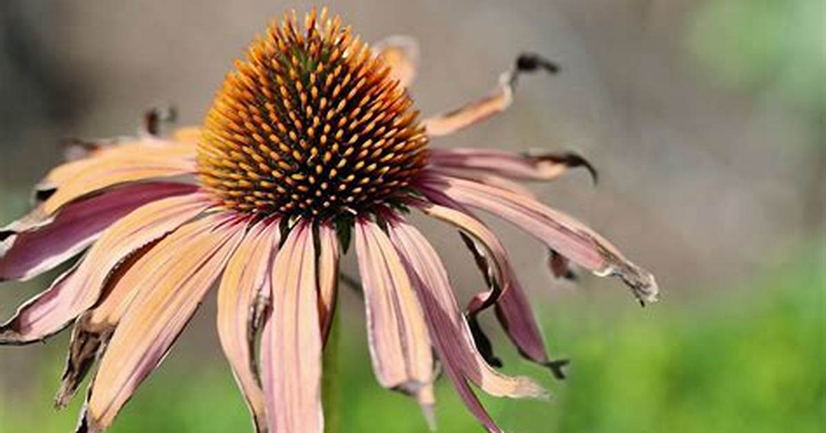 Should Rudbeckia Be Deadheaded?