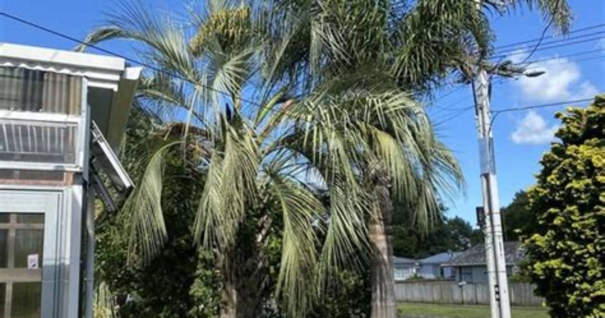 Should Shrubs Be Planted in Odd Numbers?