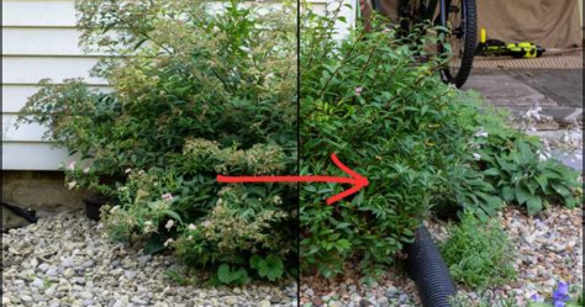 Should Spirea Be Deadheaded