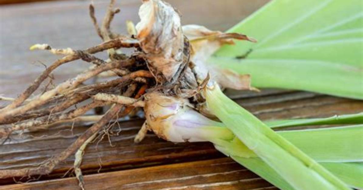 Should the Rhizomes Be Exposed?