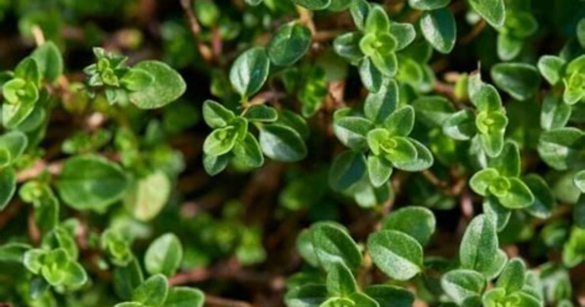 Should Thyme Be Fertilized?