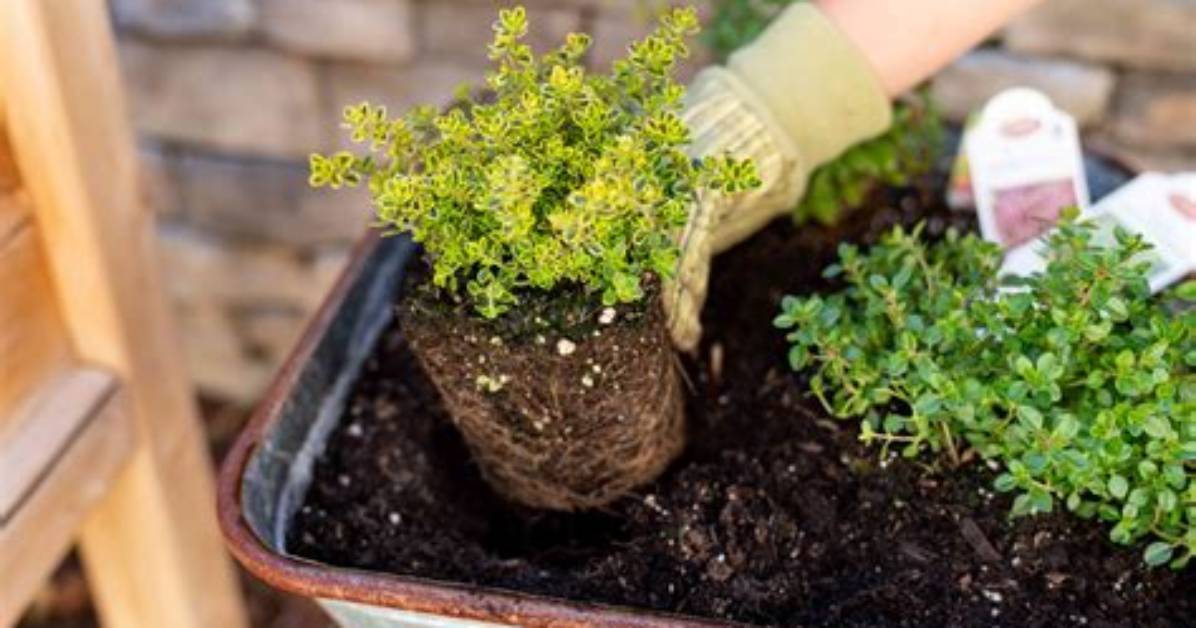 Should Thyme Be Planted in Sun or Shade?