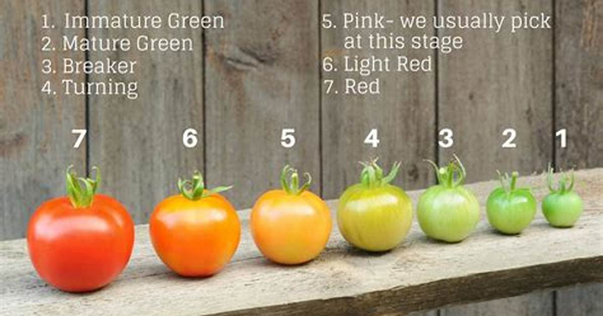 Should Tomatoes Be Picked Before Fully Ripe?