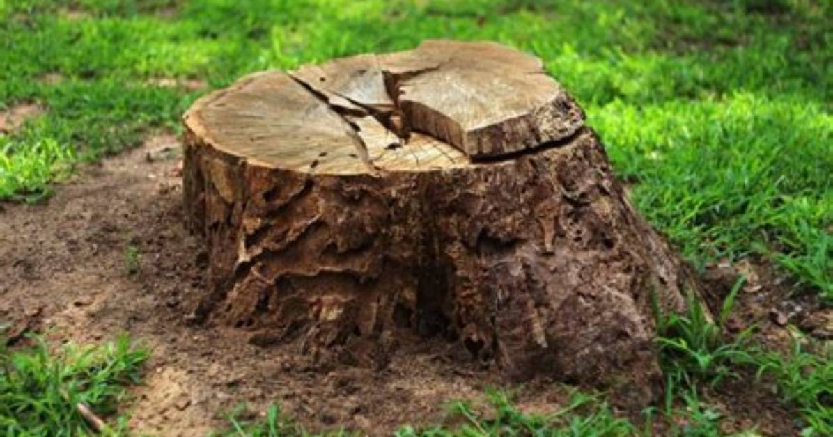 Should Tree Stumps Be Removed?