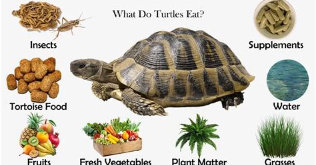 Should Turtles Eat Everyday?