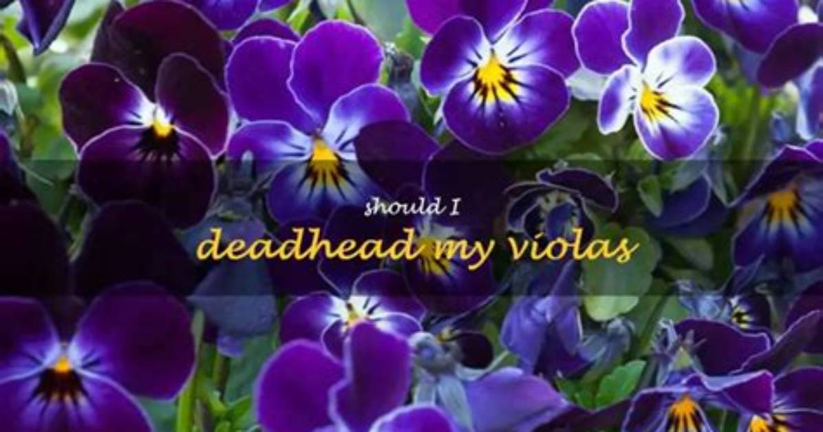 Should Violas Be Trimmed
