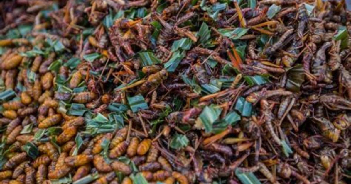 Should We Be Eating Bugs