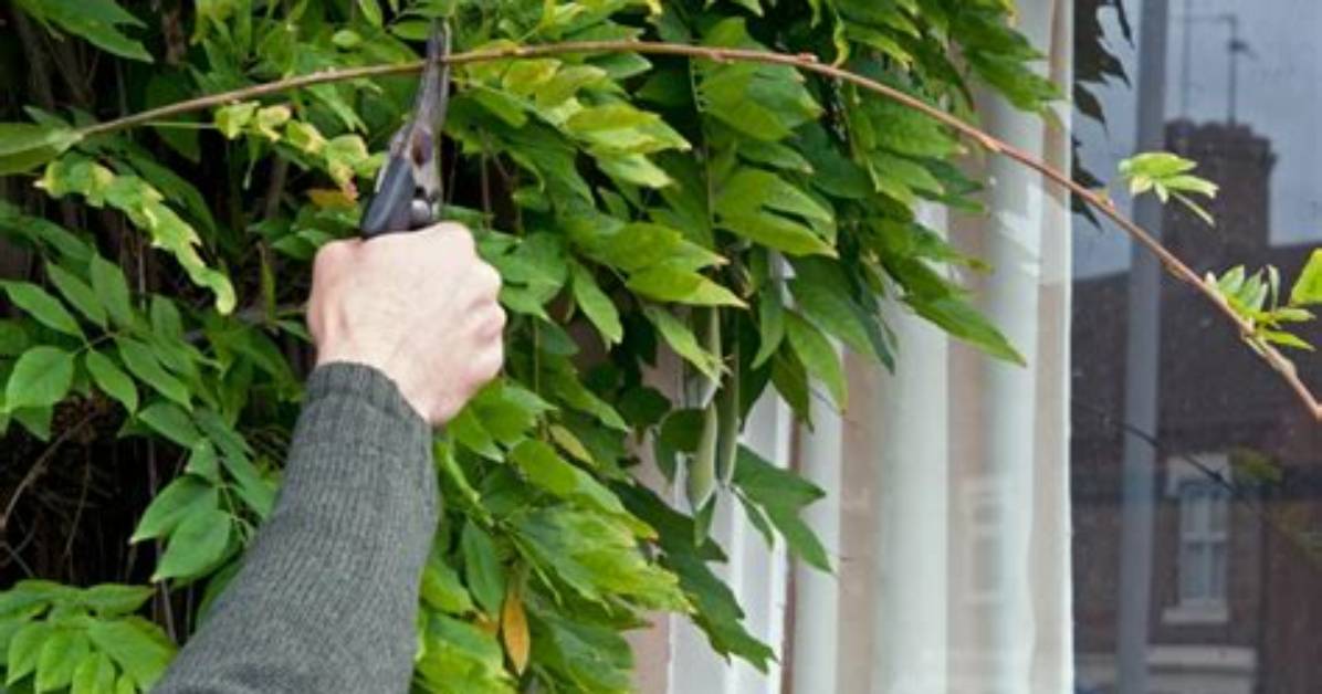 Should Wisteria Be Cut Back?