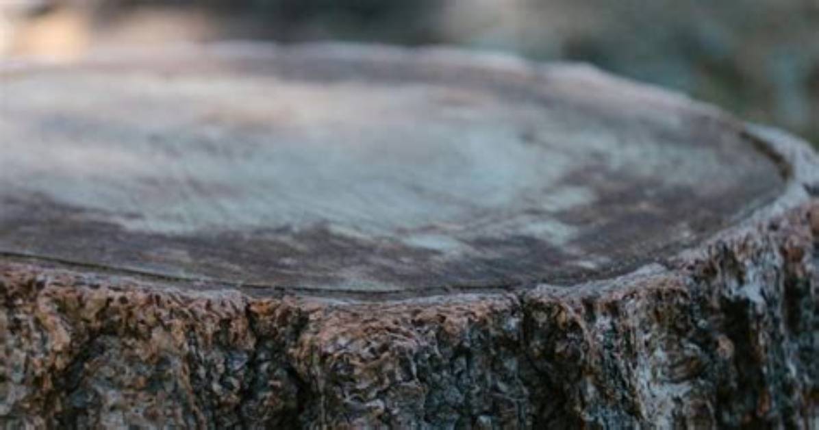 Should You Burn a Tree Stump?