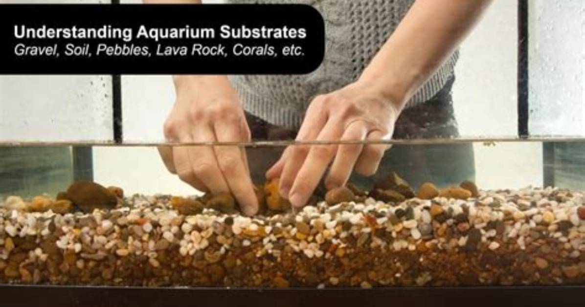 Should You Clean Substrate?