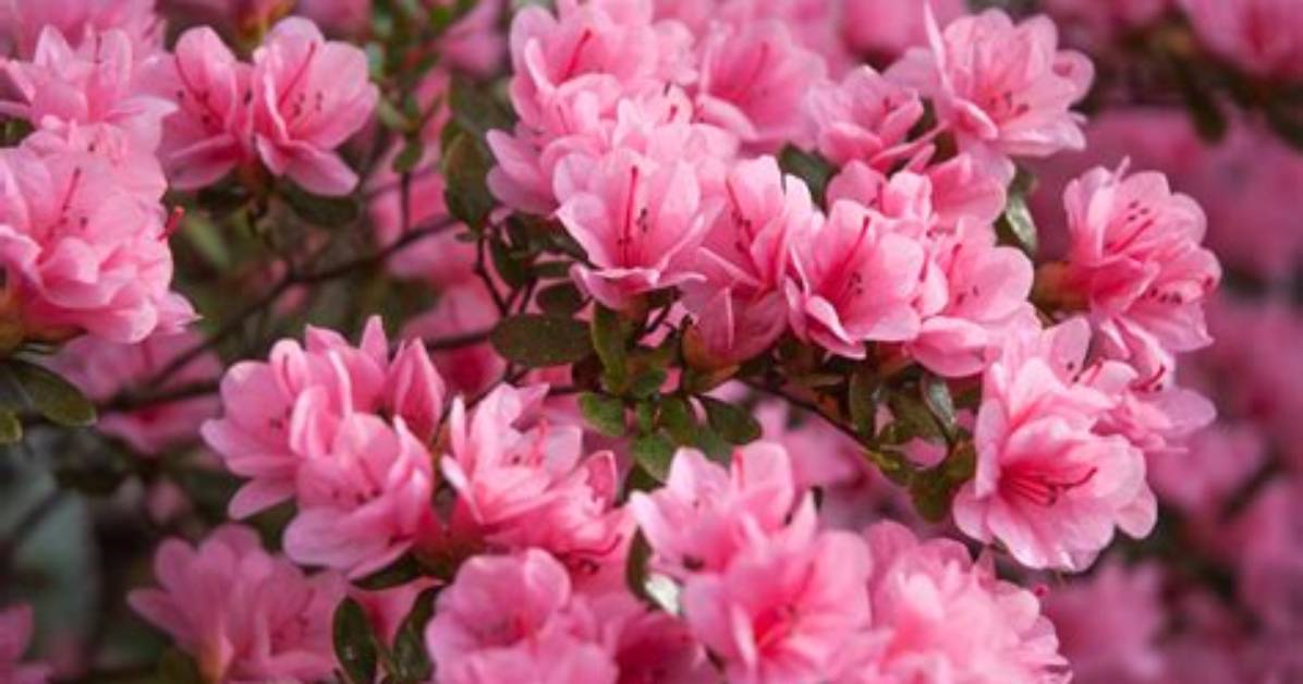 Should You Deadhead Azaleas?