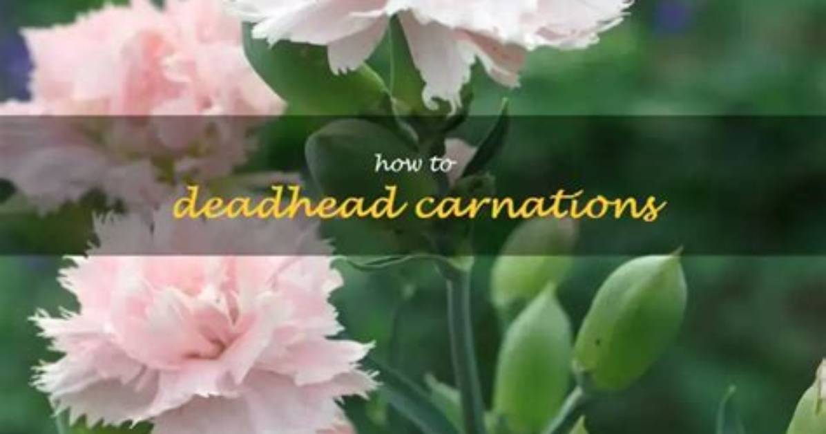 Should You Deadhead Carnations?