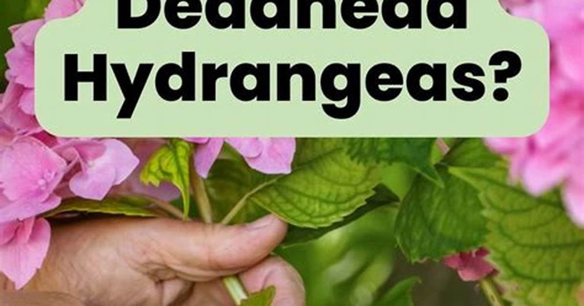 Should You Deadhead Choisya?