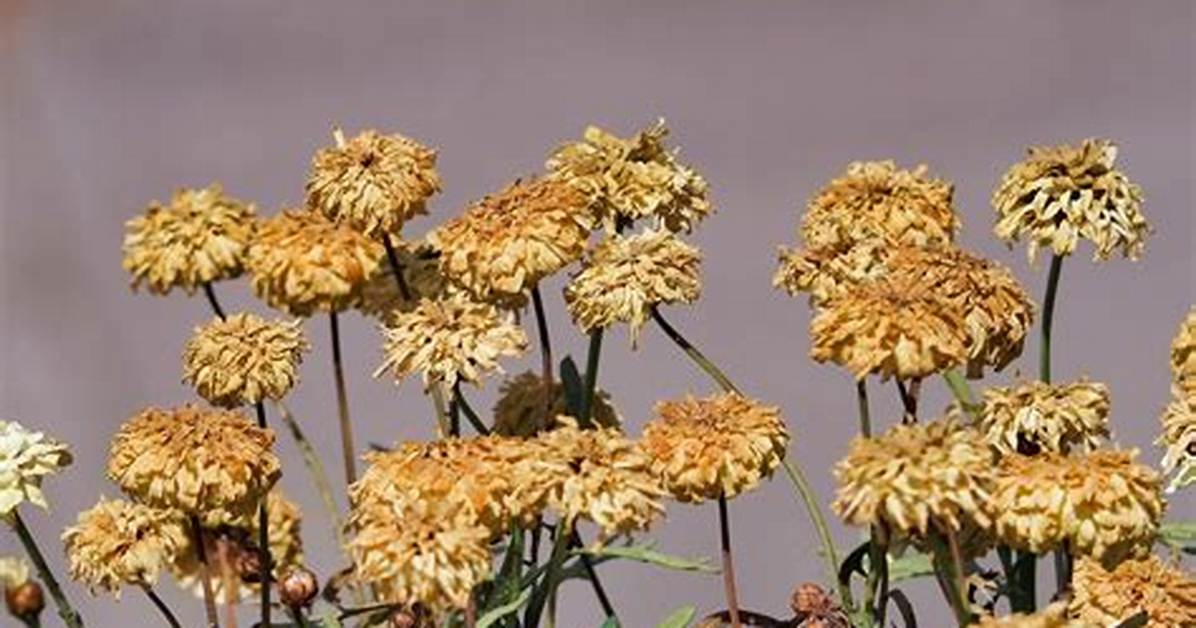 Should You Deadhead Chrysanthemums?