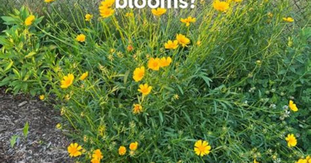 Should You Deadhead Euryops?