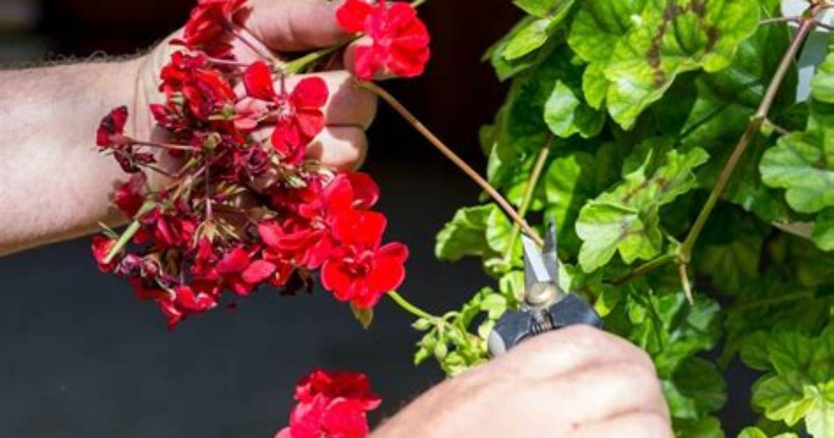 Should You Deadhead Geranium Rozanne?