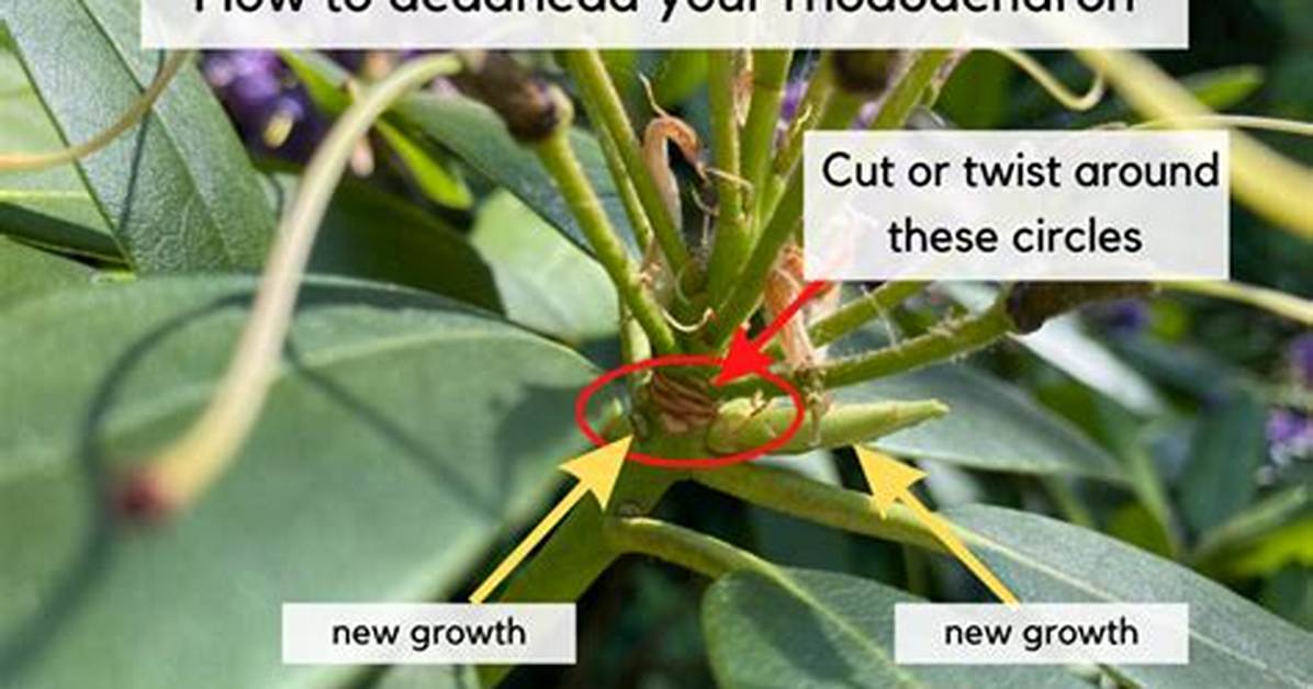 Should You Deadhead Ixora?