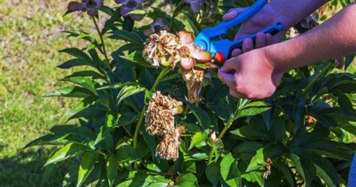 Should You Deadhead Peonies?