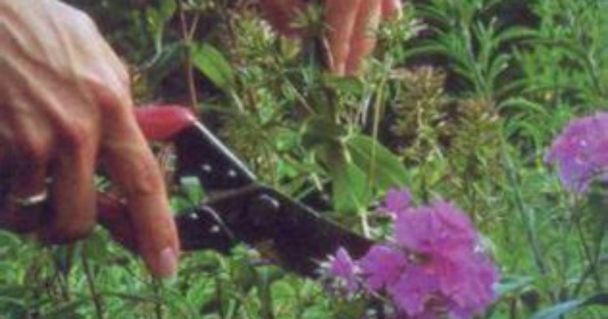 Should You Deadhead Perennials?