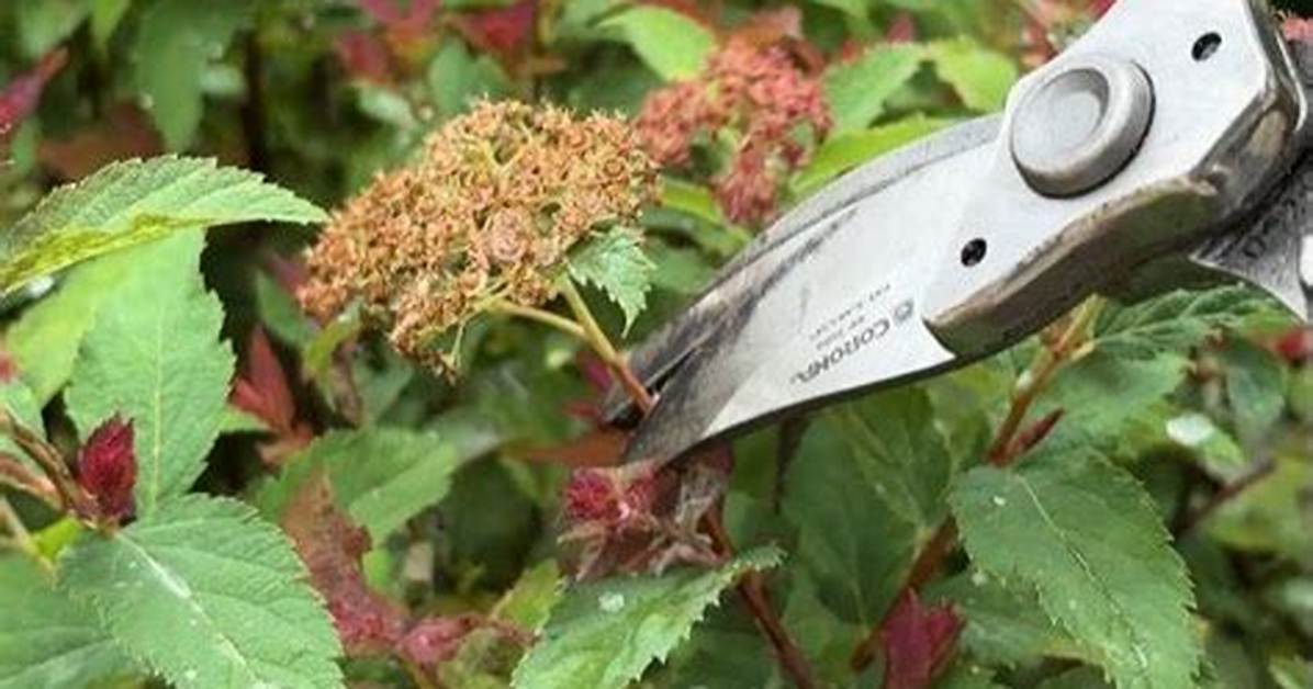 Should You Deadhead Spirea