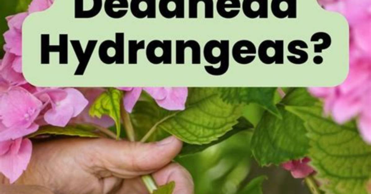 Should You Deadhead Weigela?