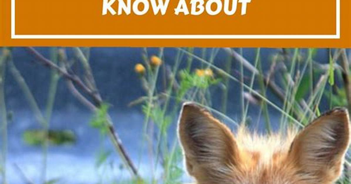 Should You Feed a Fox?