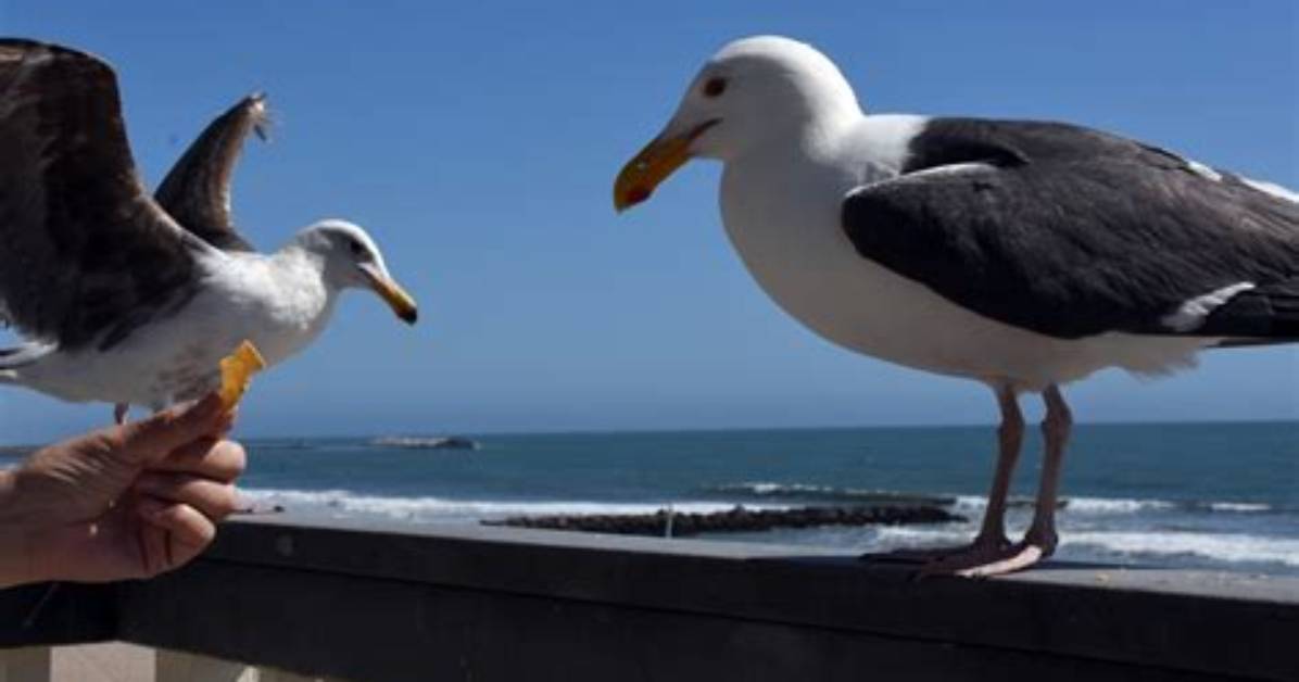 Should You Feed Gulls?