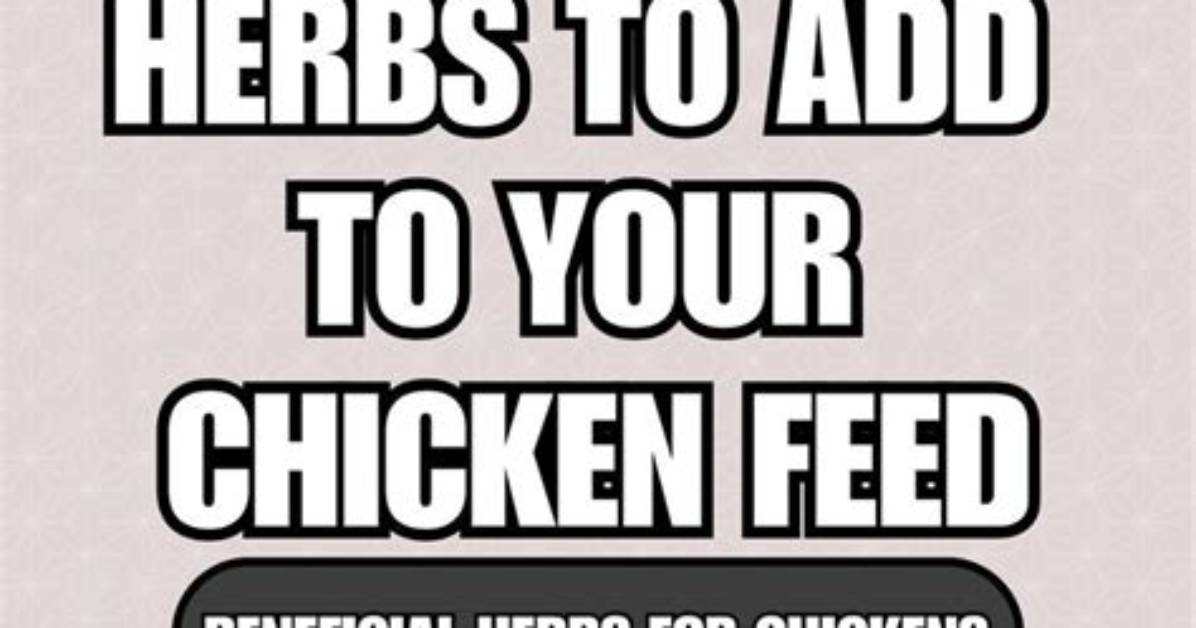 Should You Feed Herbs