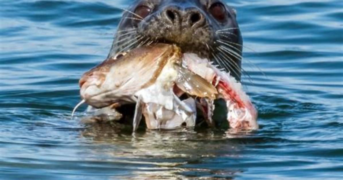 Should You Feed Seals?
