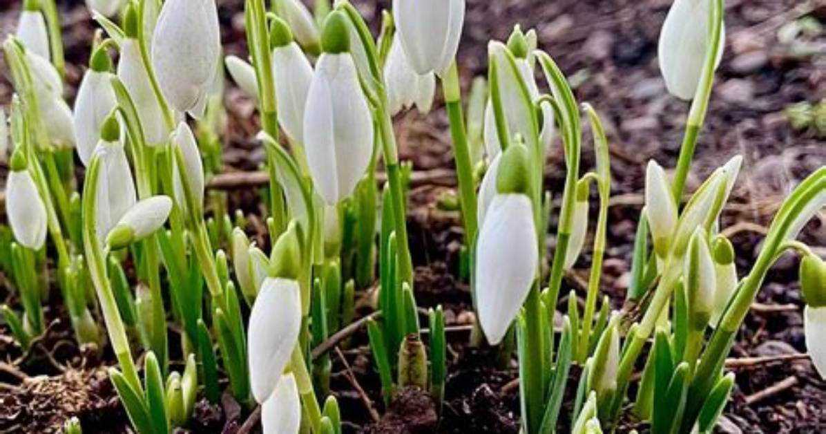 Should You Feed Snowdrops?