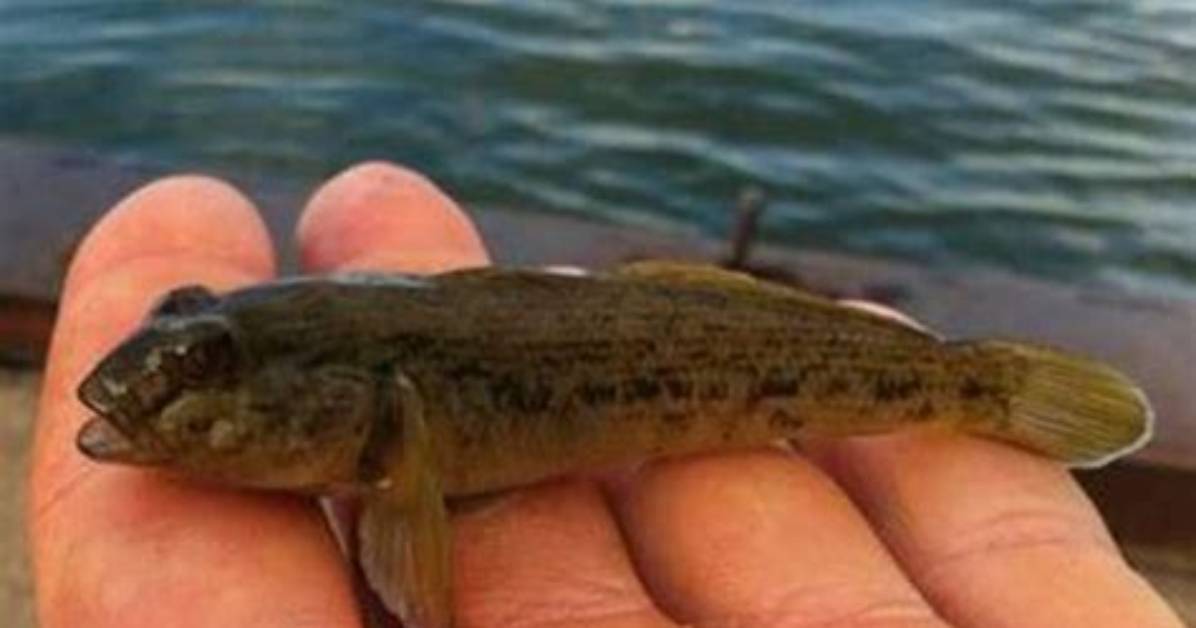 Should You Kill Goby Fish?