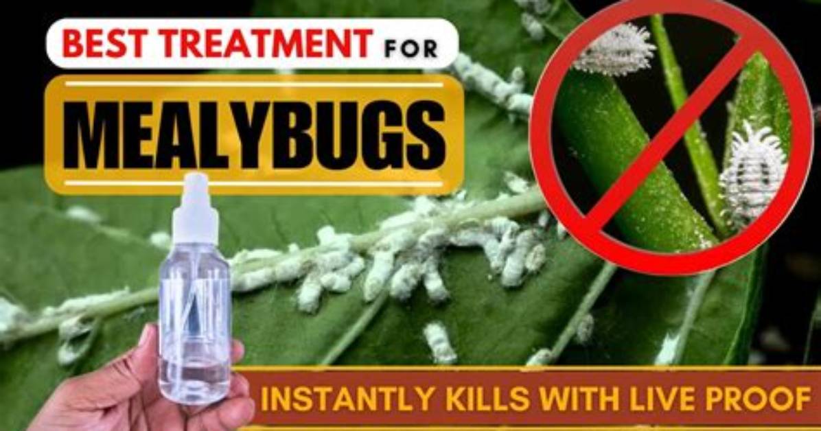 Should You Kill Mealybugs?