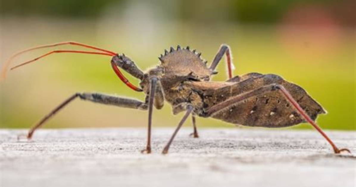 Should You Kill Wheel Bugs