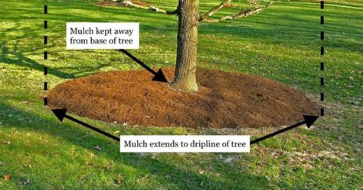 Should You Mulch Trees