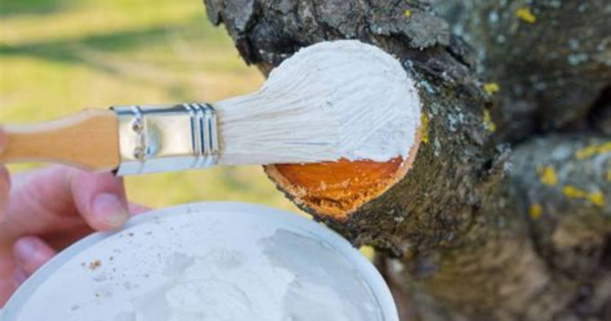 Should You Paint Tree Cuts