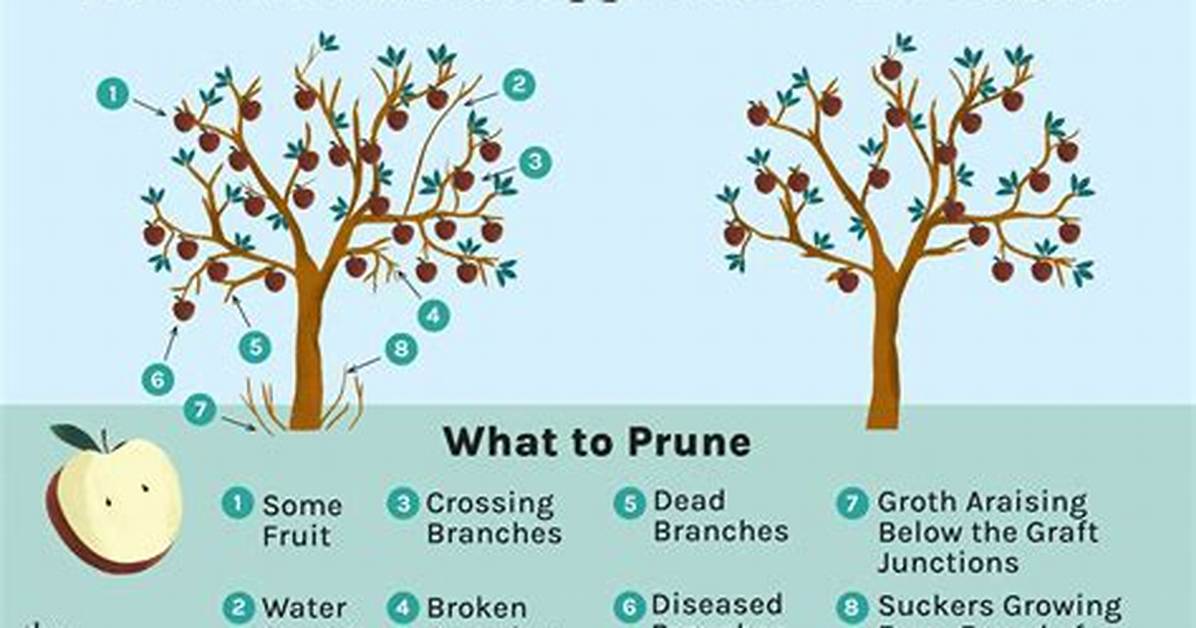 Should You Prune Apple Trees Every Year