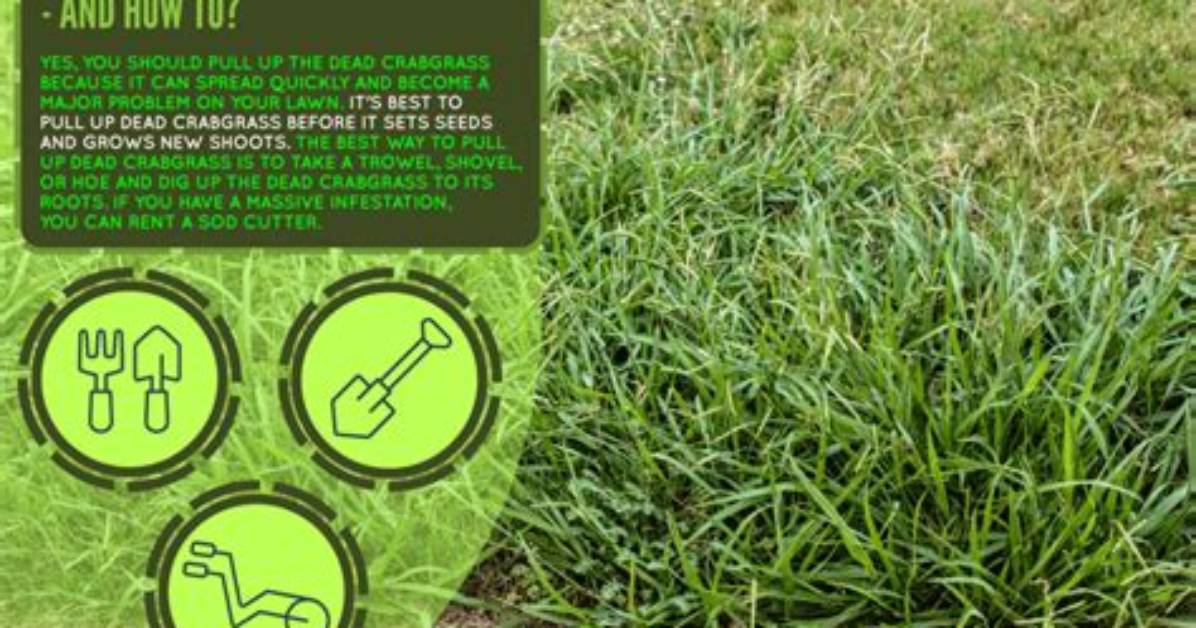 Should You Pull up Dead Crabgrass