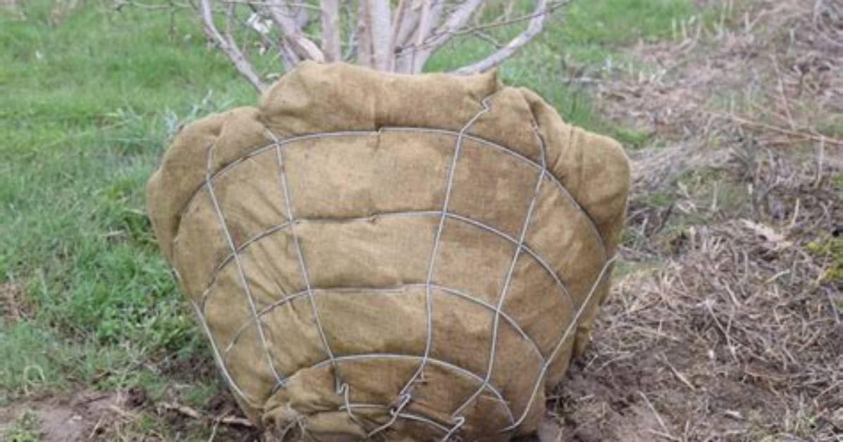 Should You Remove Burlap When Planting Trees