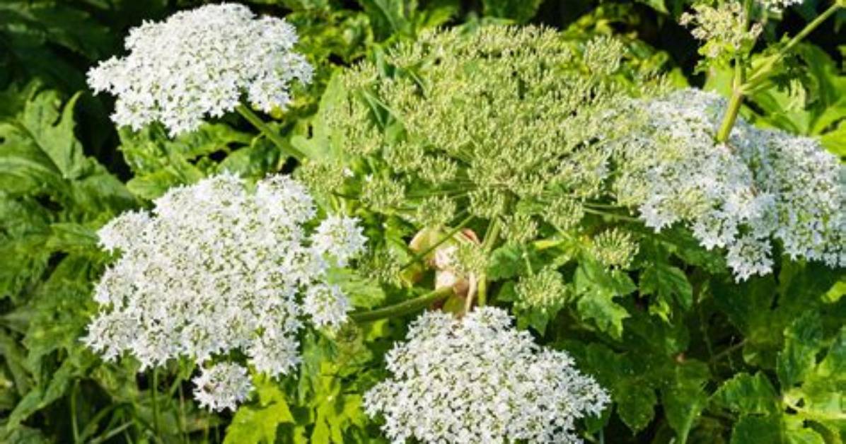 Should You Report Hogweed?