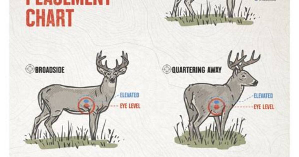 Should You Shoot a Deer in the Face?