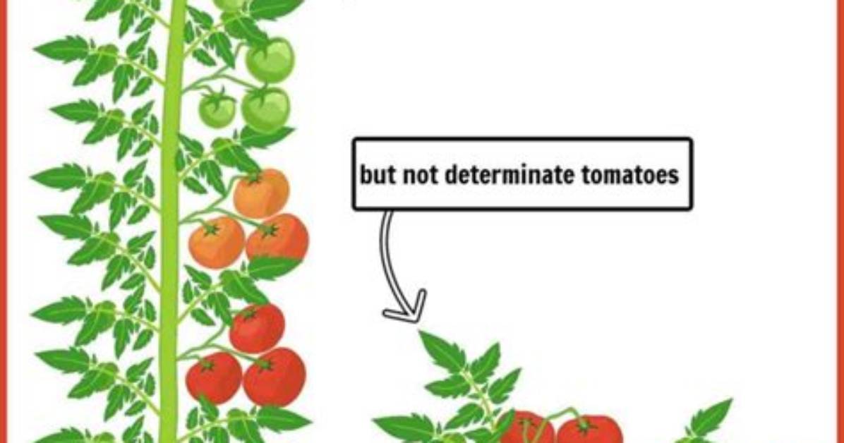Should You Top off Indeterminate Tomatoes?