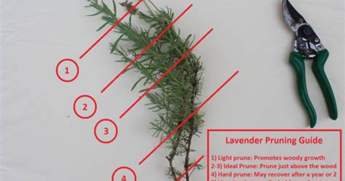 Should You Trim Lavender?