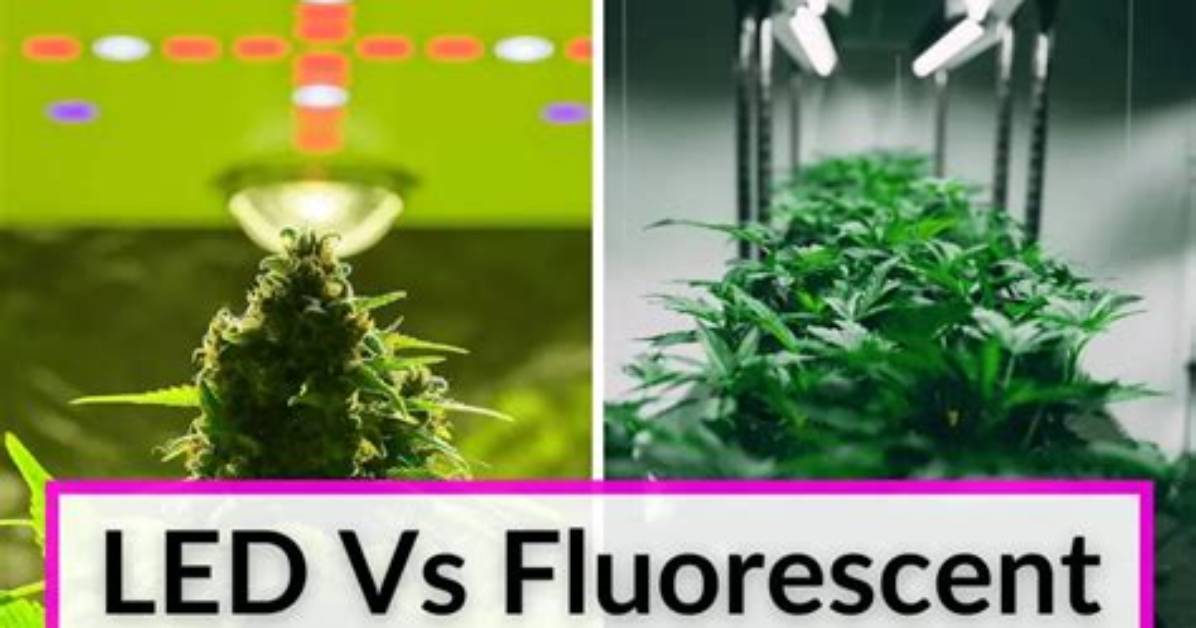 Should You Use Fluorescent?
