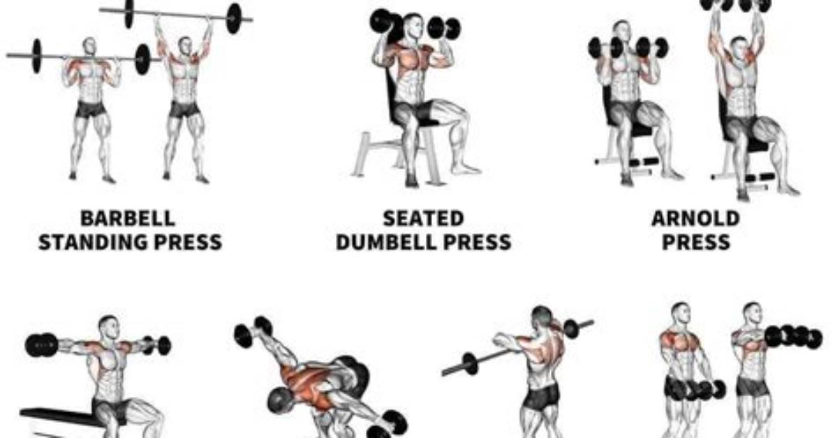 Shoulder Anatomy | 6 Exercises for Shoulder Size and Strength