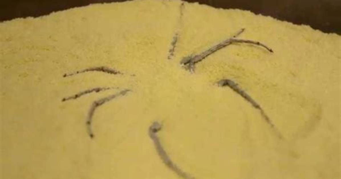 Sicarius Spiders Self-Bury in the Sand