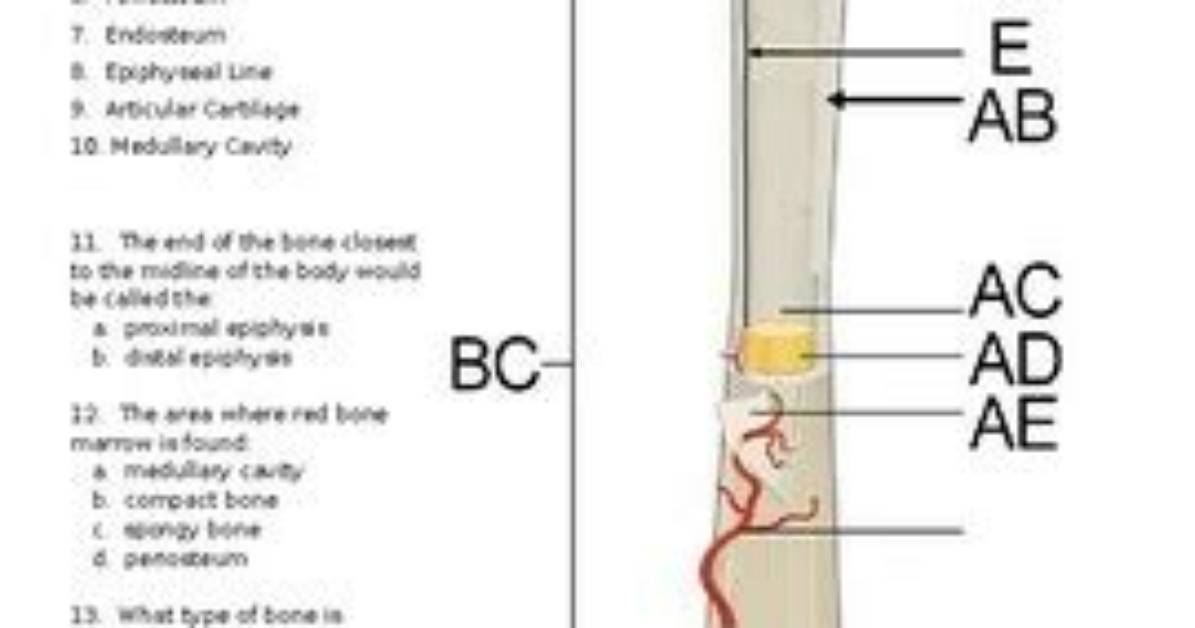 Simple Bone Structure Quiz