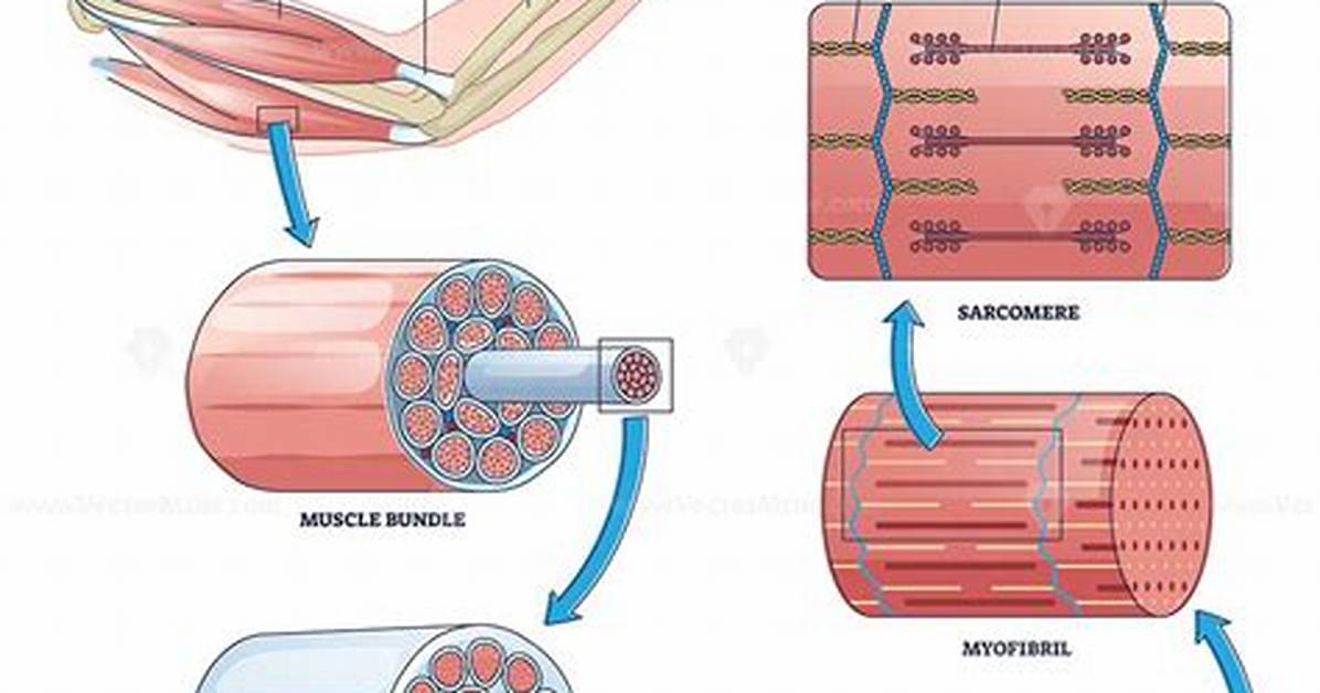 Skeletal Muscle Structure and Function
