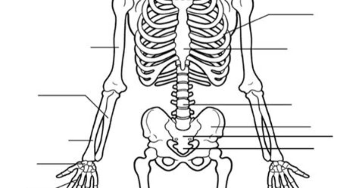 Skeletal System Quiz